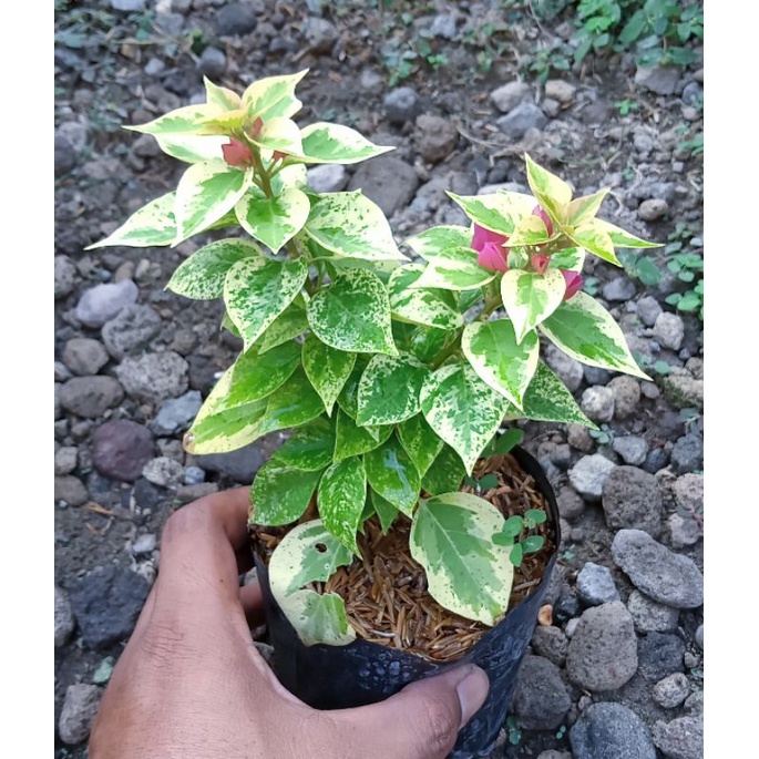 Bougenville Singapore Jewel Pink Merah Fanta