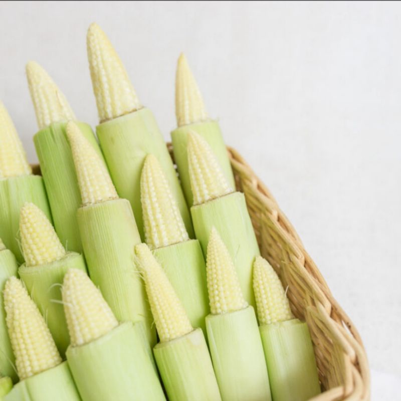 

Jagung Acar Segar | Hasil Lampung