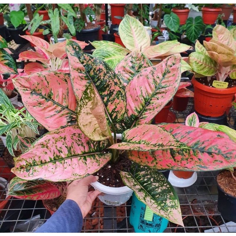 Bibit bonggol aglonema ruby compacta