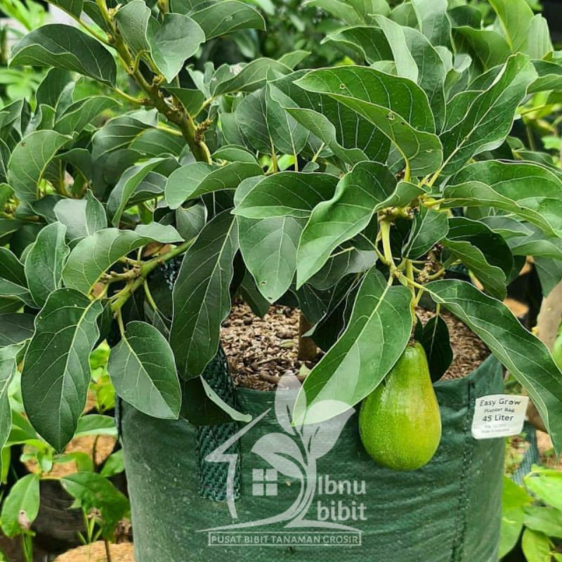 BIBIT BUAH  ALPUKAT ALIGATOR bisa berbuah dalam pot