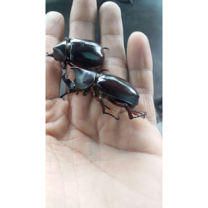 MUMMI KUMBANG || KUMBANG AWETAN