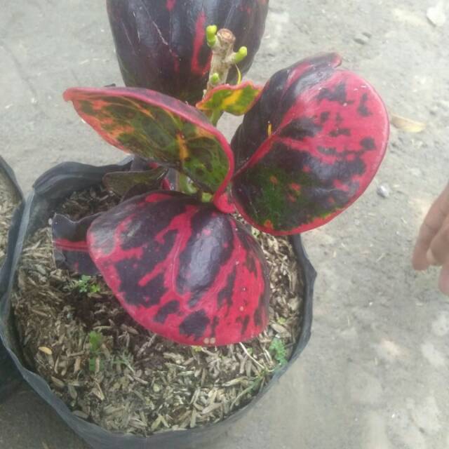 Tanamam bunga Puring apel kerang