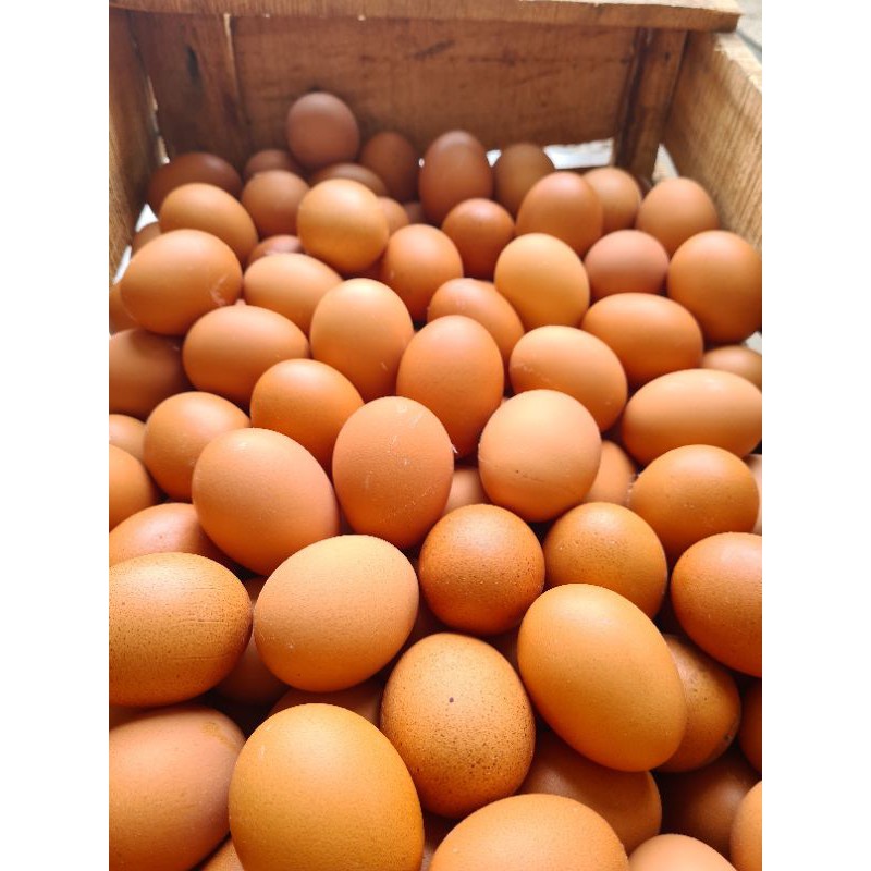 

HA Telur Ayam Fresh 1 Kg Bandung Kulit Tebal