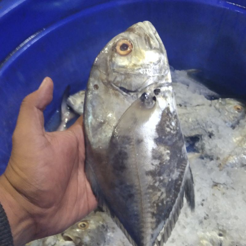 

Ikan kue
