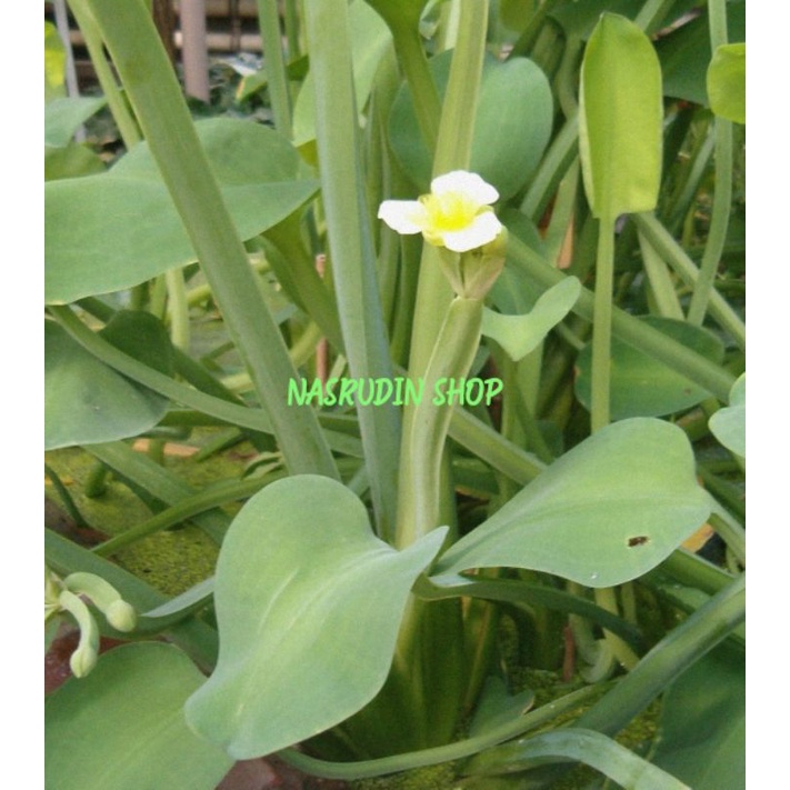 

DAUN GENJER UTUH / DAUN GENJER SEGAR LANGSUNG AMBIL / GENJER SAWAH