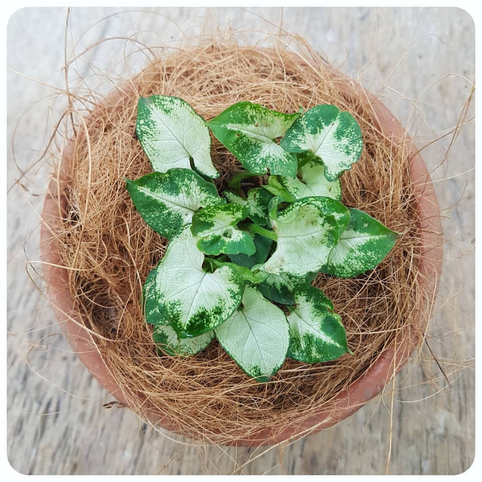 tanaman hias syngonium mini putih - singonium mini