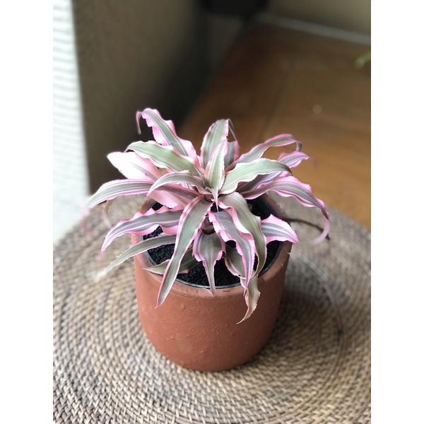 Cryptanthus / Cryptantus / Kriptantus Pink Merah Hijau