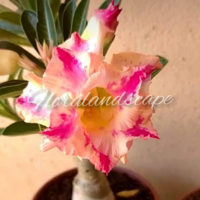Bibit adenium putih aurora/kamboja jepang whiteaurora