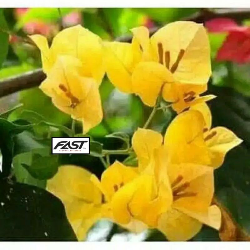 Tanaman Hias Bunga Bougenville Bunga Kertas - Bunga Kuning