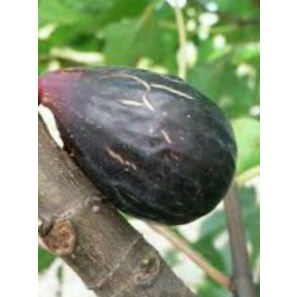 Bibit buah tin hitam langka jenis SULTHANE bibit tin fresh cangkok