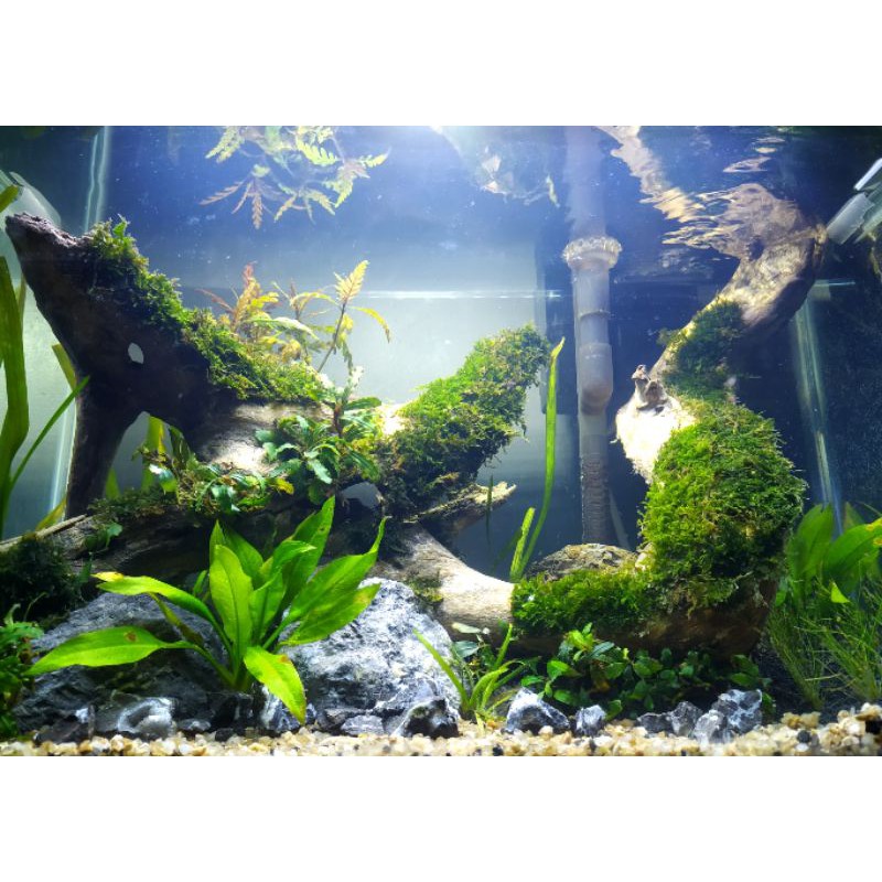 Aquascape Tema natural fullset ( PO )