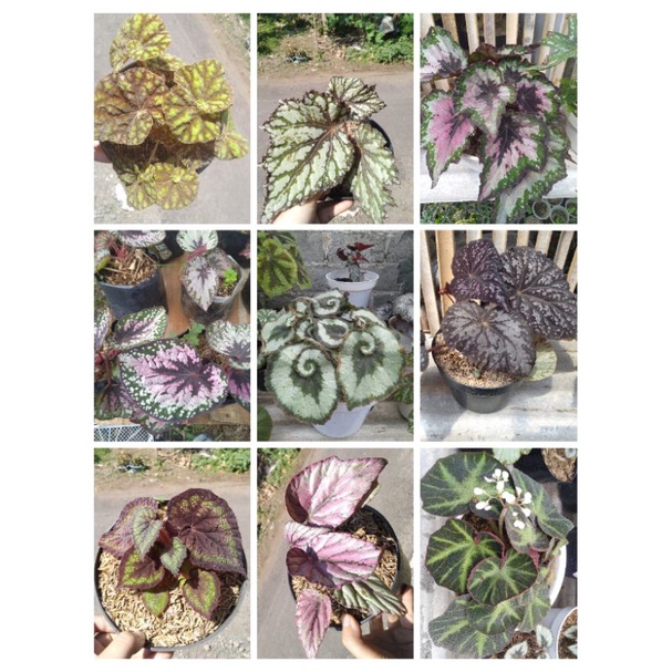 Begonia Tanaman Hias Rex Keong Silver Merah Pink Ungu