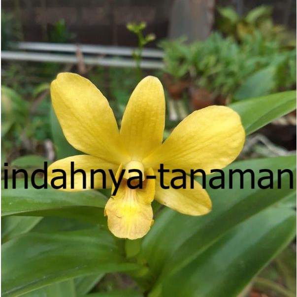 NEW Anggrek dendrobium sure gold