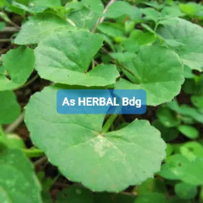 

Daun Pegagan Segar 500 gram / daun tapak kuda segar-az