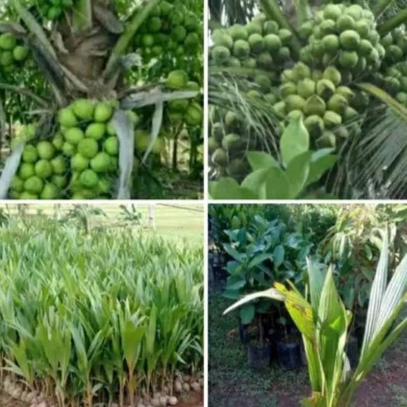 Bibit kelapa Ijo Asli