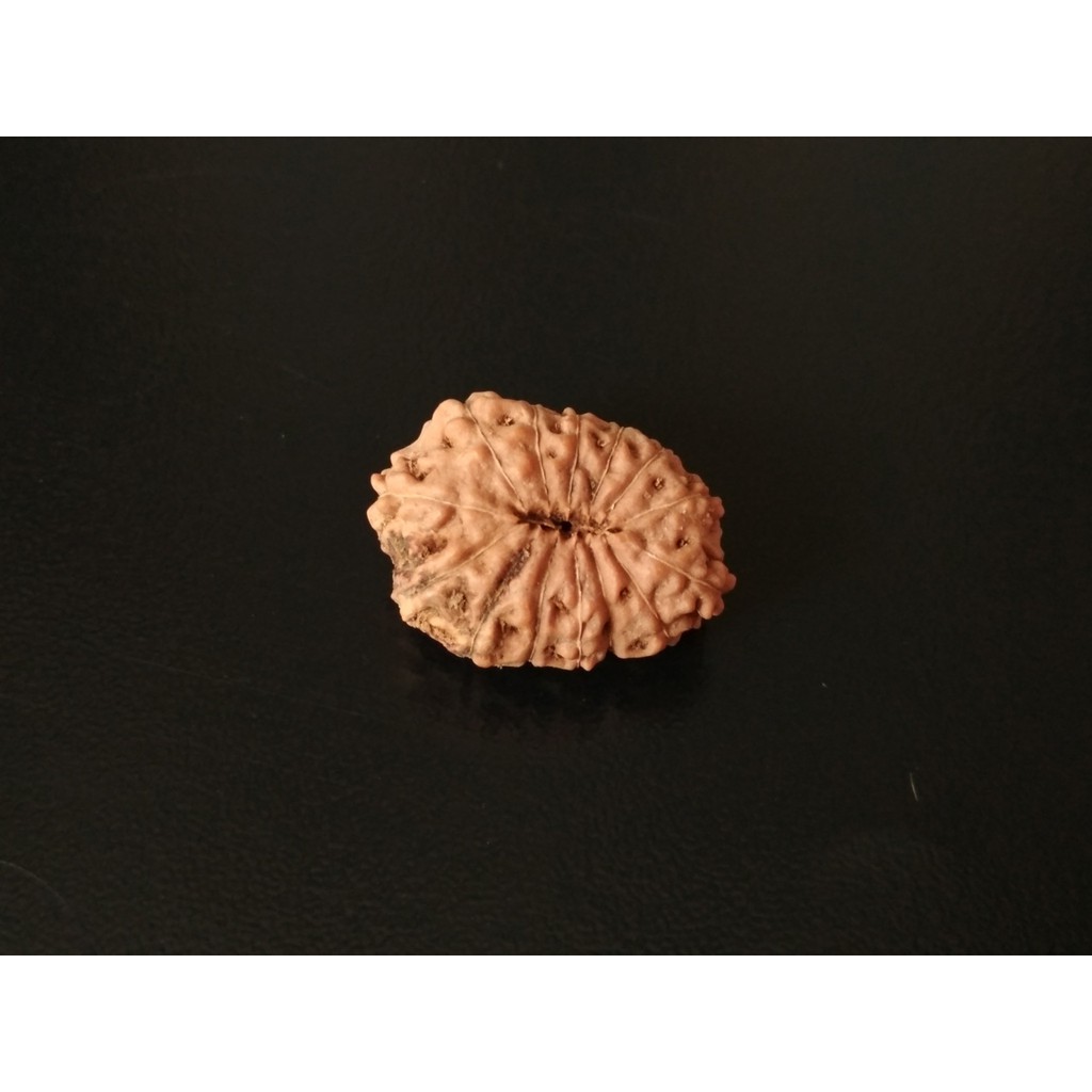 Genitri Mukhi 13 D22.45x16.15 Liontin Jenitri Rudraksha