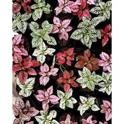 tanaman hias hipotes polkadot pink