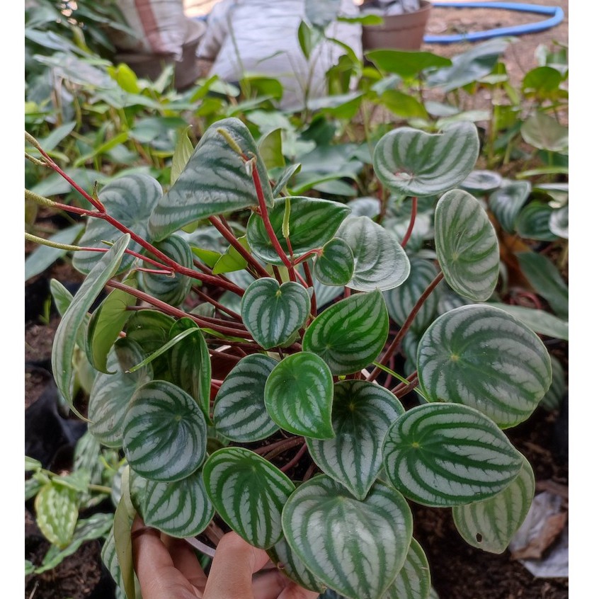 Bunga Peperomia Watermelon Peperomia Cantik Berkualitas