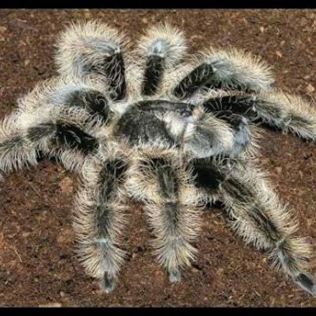 Tliltocatl albopilosus (brachypelma albopilosum) murah sling tarantula mainan