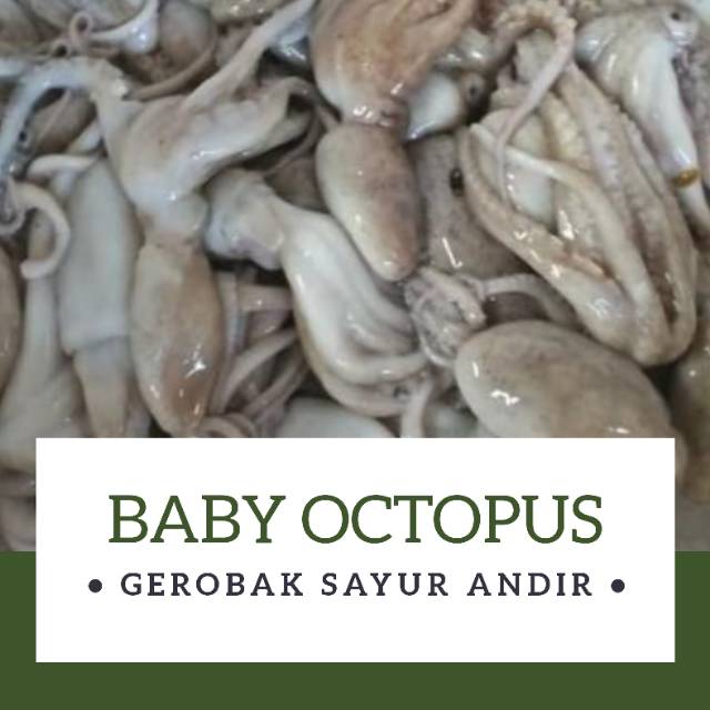 

BABY OCTOPUS FRESH (gurita kecil) /500gr