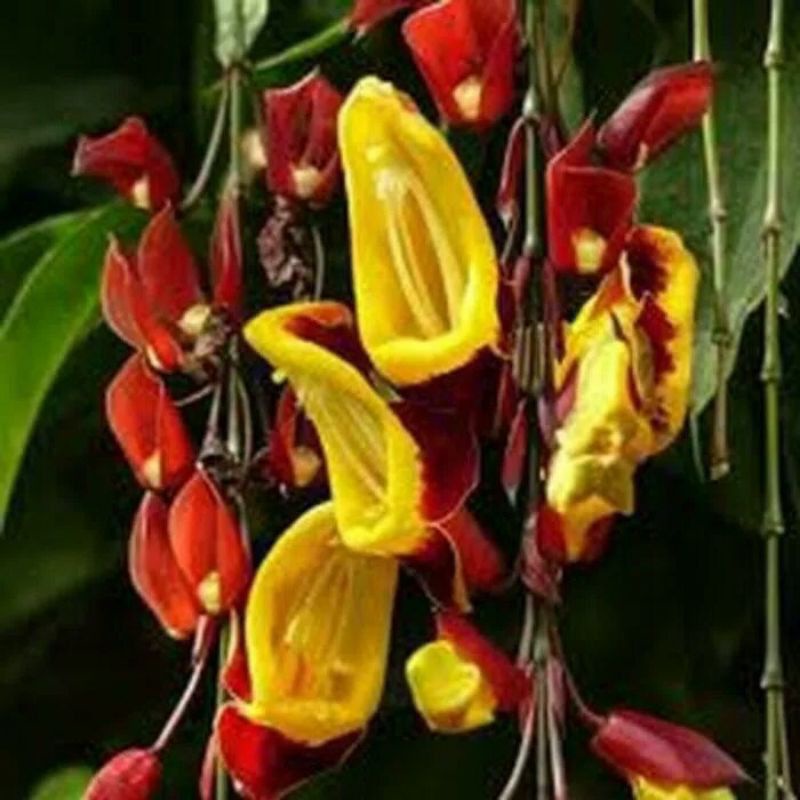 flame of irian coklat