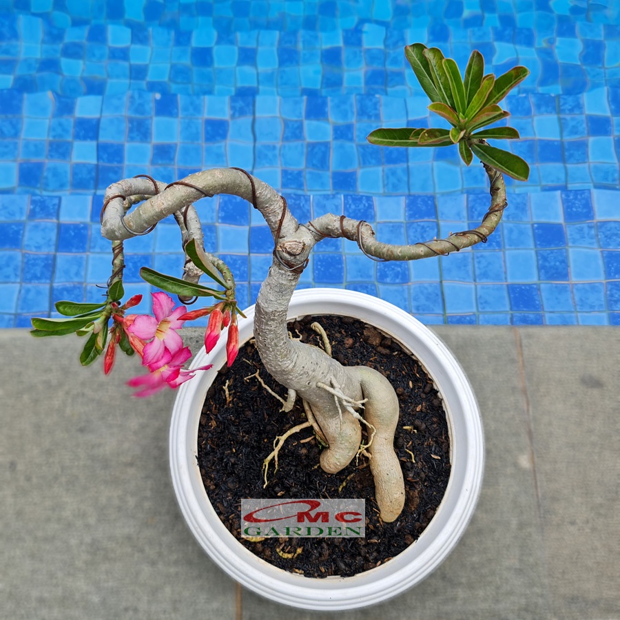 Tanaman Hias Bonsai Adenium Arabicum Obesum Kamboja Jepang B-KJ-003