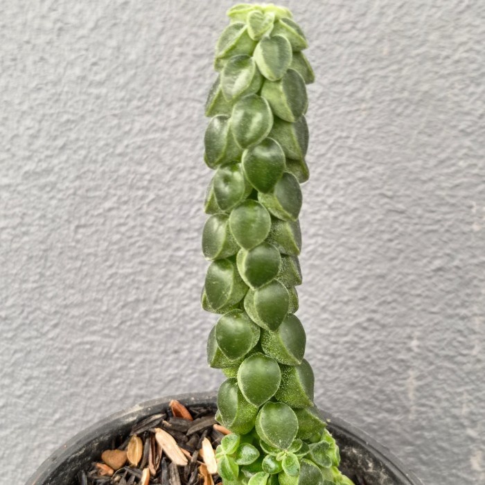 peperomia columella sukulen