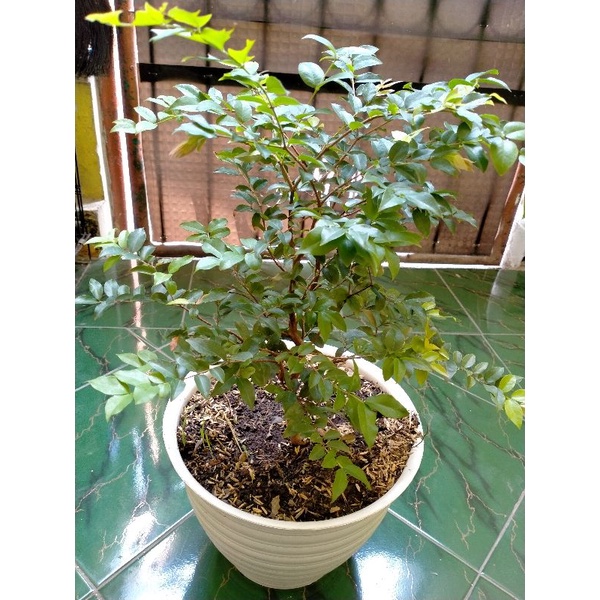 JUAL TANAMAN ANGGUR POHON BRAZIL JENIS SABARA .