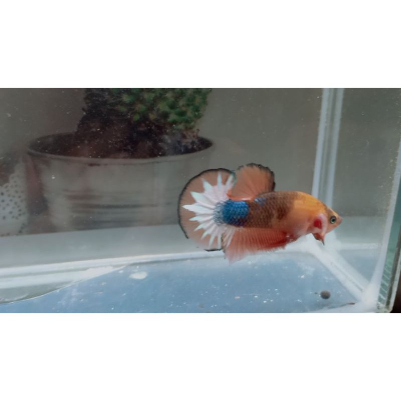 

CUPANG!!HIASFCCPORANGEHEADWHAITSCAIL