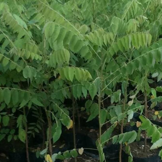 

UNIK 10 Bibit Tanaman Buah Blimbing Sayur Wuluh 2 SEPTEMBER