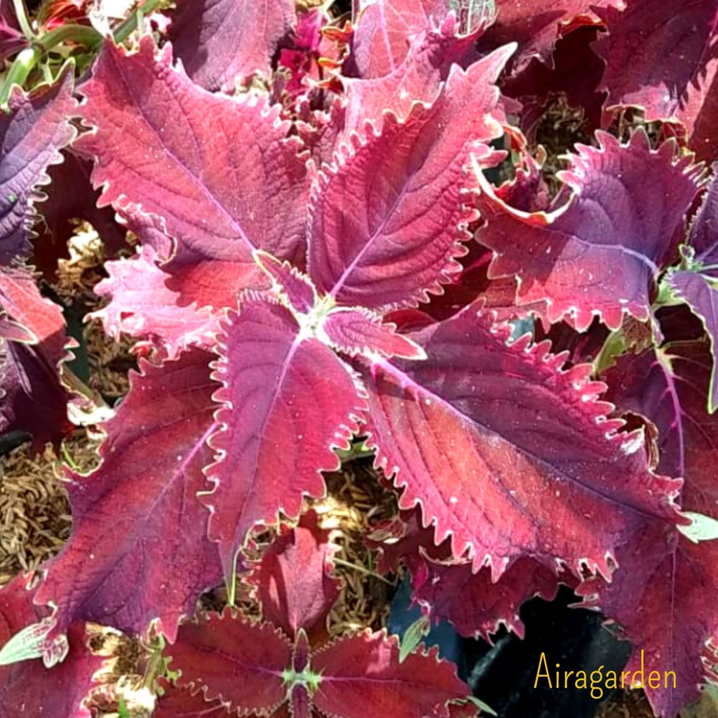 Tanaman Hias Miana - Jawer Kotok - Iler - Coleus 136