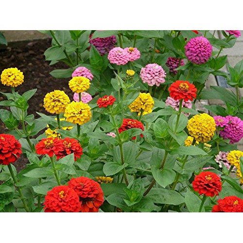 Benih-Bibit Bunga Zinnia California Giant Mix (Haira Seed)