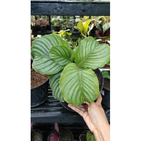calathea orbifolia