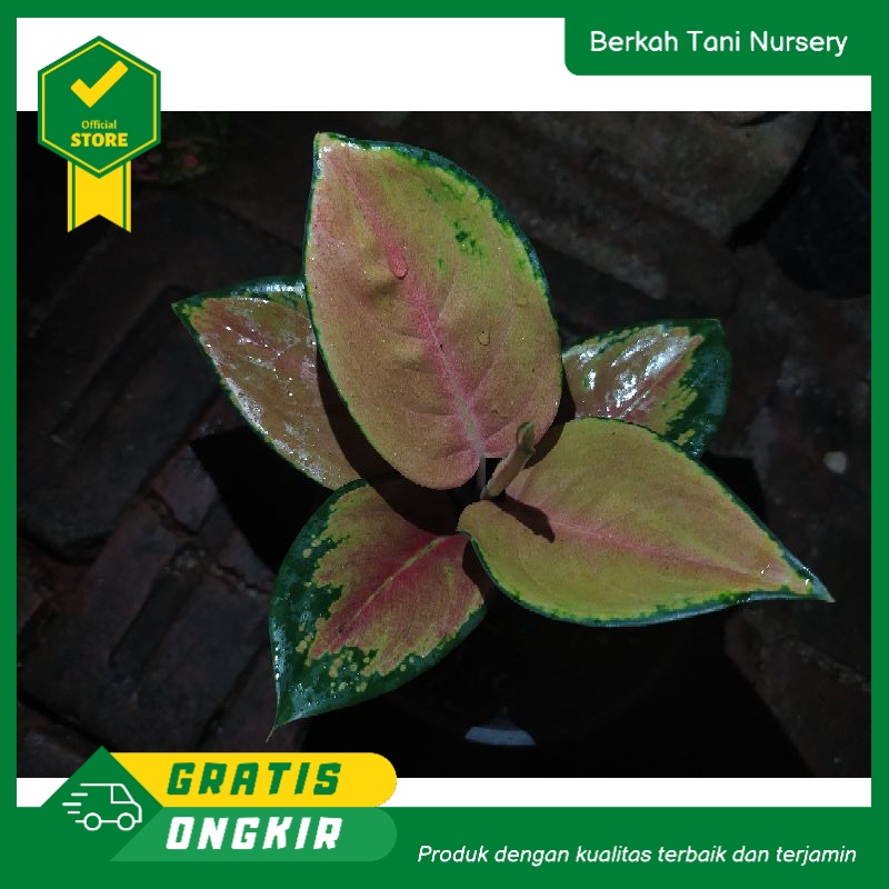 Jual Tanaman Hias Aglonema Baby Sultan Brunai murah