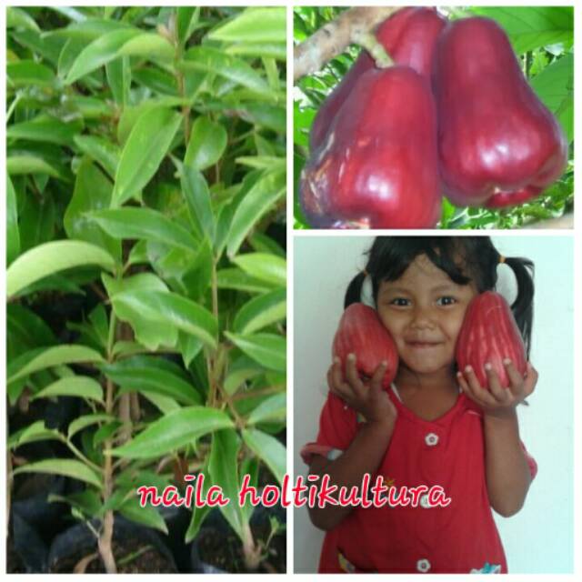 Bibit jambu jamaika jumbo