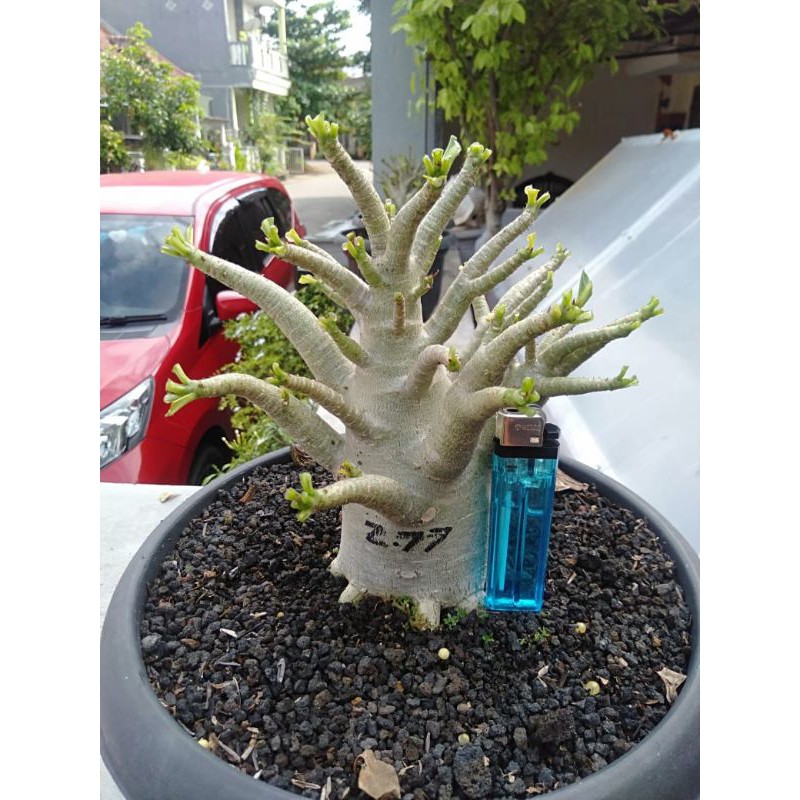 adenium karakter.adenium prokar.adenium godji x black mkmk