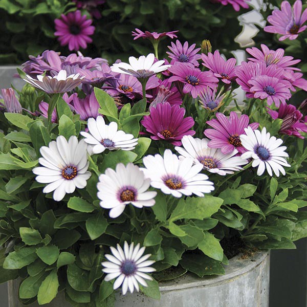 Benih Bibit Biji - Bunga South African Daisy / Aster Afrika (Osteospermum ecklonis) Flower Seeds - IMPORT