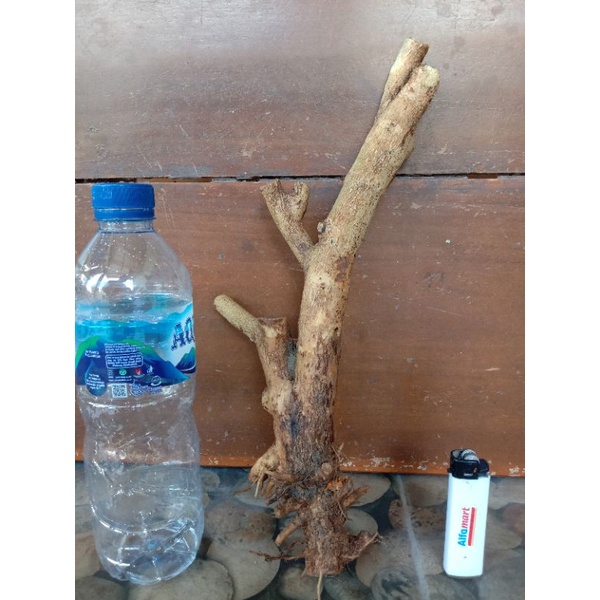 Bahan Bonsai lantana/trembelekan bunga ungu subur berkarakter.