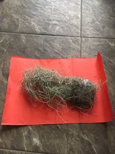 Tanaman Jenggot Musa Thilandsia Spanish Moss