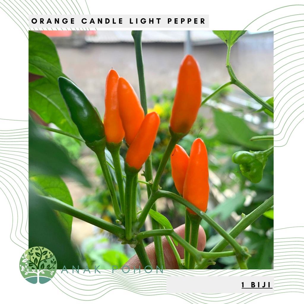 Benih Bibit Biji - Cabai Candle Light Orange Cabe Lilin Oranye Pepper Seeds