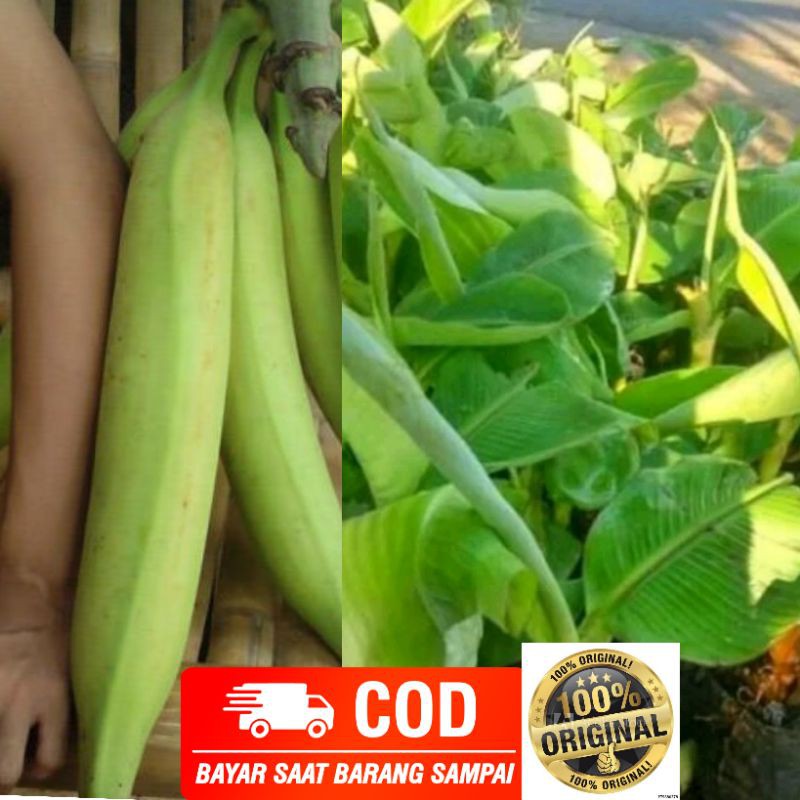 Bibit Pisang Tanduk Jumbo | Pisang Byar
