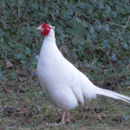 telur ayam hias Ringneck putih