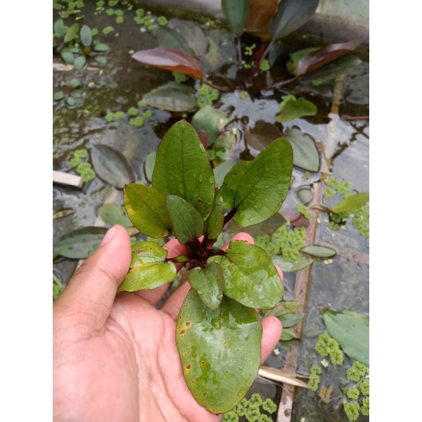 Echinodorus Berteroi