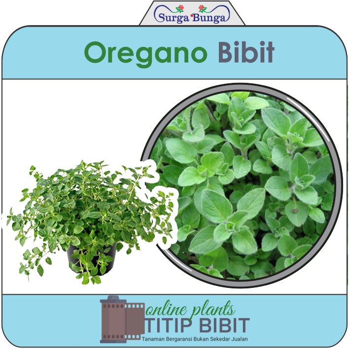 oregano bibit tanaman hias (pizza &amp; spaghetti)