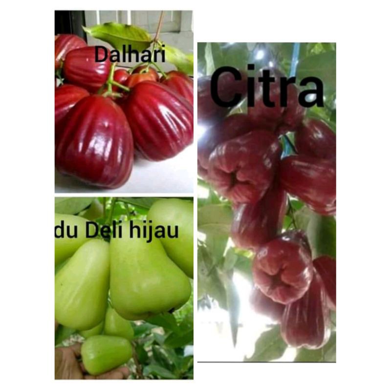 3jenis jambu air jaminan berbuah