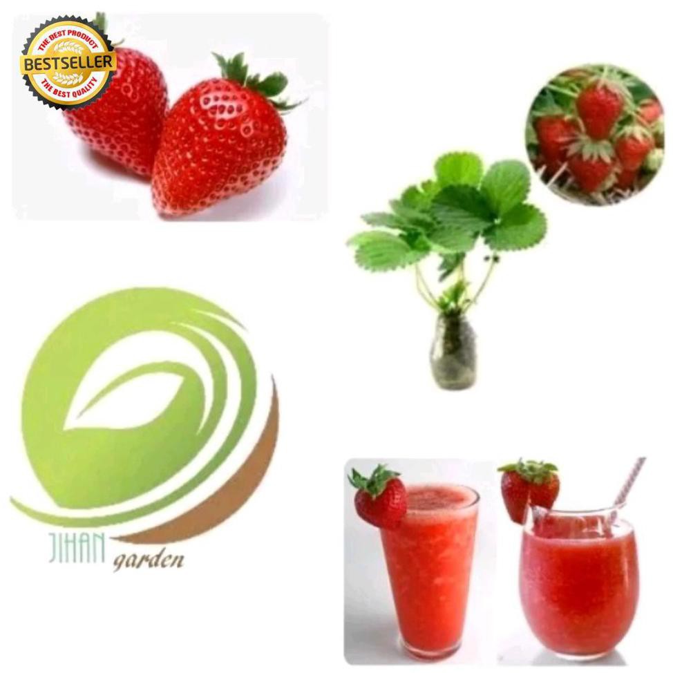 Kw Asli Bibit Tanaman Buah Strawberry Jumbo Australia Sudah Berbunga-Strawberry Red Giant Free J<*