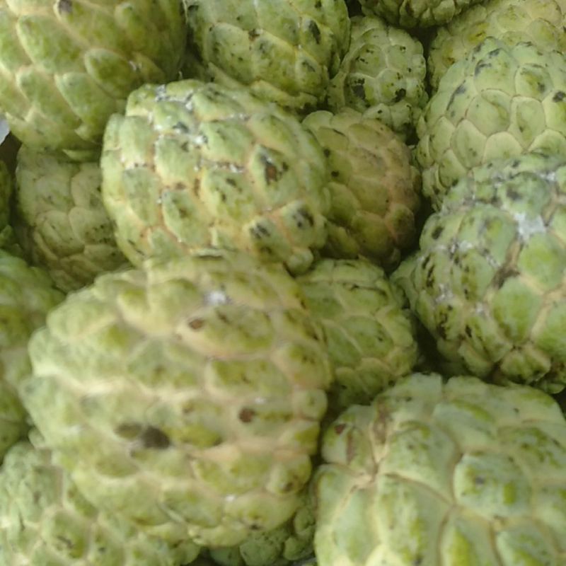 

Srikaya / Atis buah