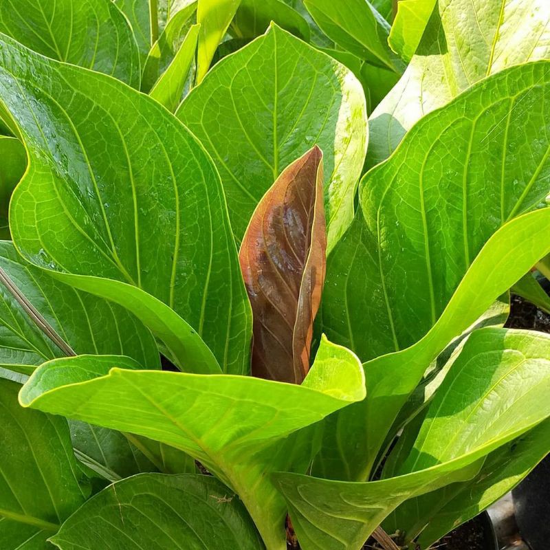 antorium jemani kobra / anakan