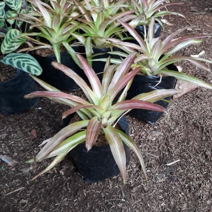 tanaman hias bromelia tri color pohon bromel tricolor
