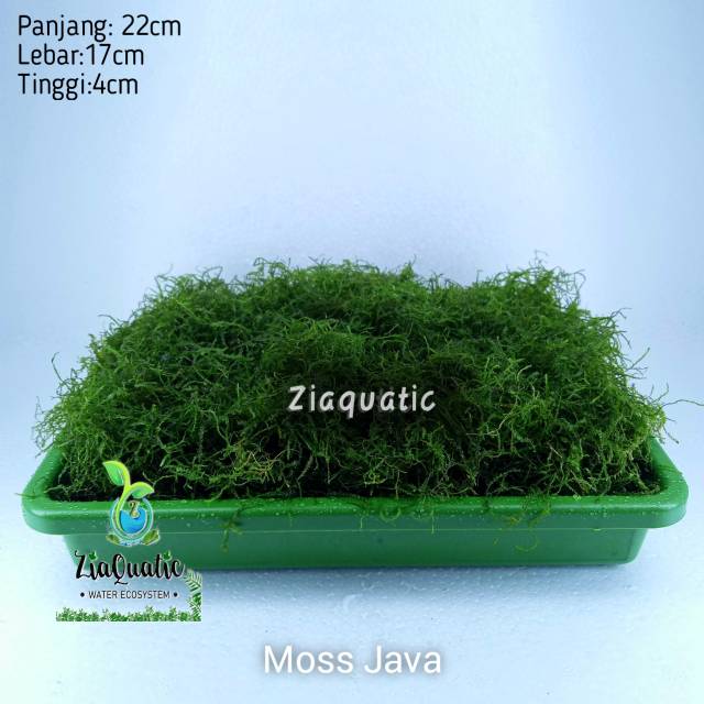 Tanaman aquascape aquarium Moss Java - Porsi Nampan